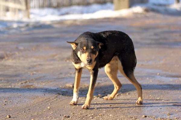 Cane su una strada rurale — Foto Stock