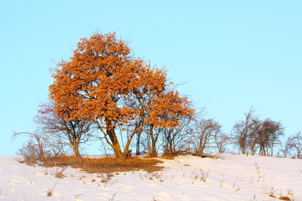 Eiche im Winter — Stockfoto
