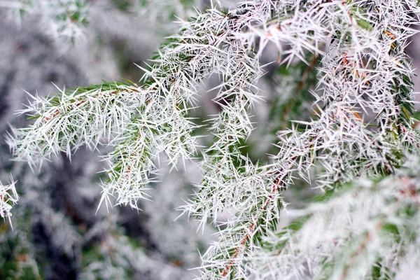 Spruce branch in winter — Stock Photo, Image