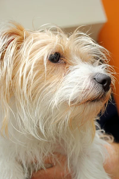 Shi-tzu portrait — Stock Photo, Image