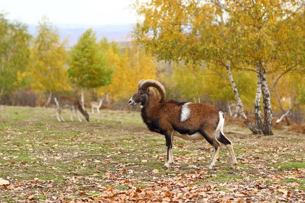 欧洲盘羊在秋天的季节 — 图库照片