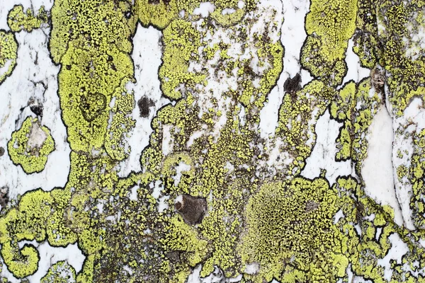 Moss texture on stone — Stock Photo, Image