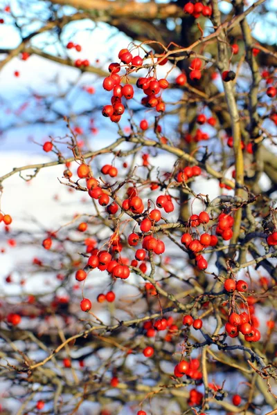 Red hawthorn berries — Stock Photo, Image