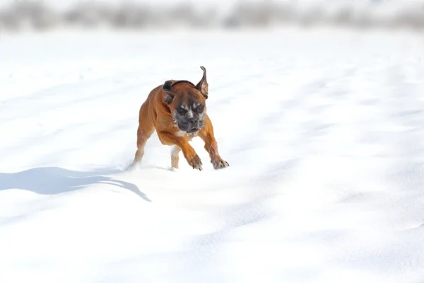 Счастливая собака в снегу — стоковое фото