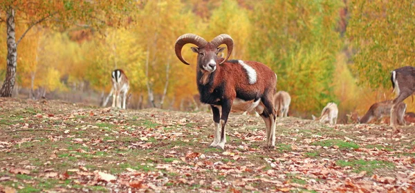 Mufflon ram i höst miljö — Stockfoto