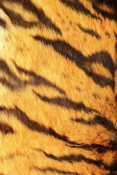 Stripes on a tiger pelt — Stock Photo © taviphoto #17387241