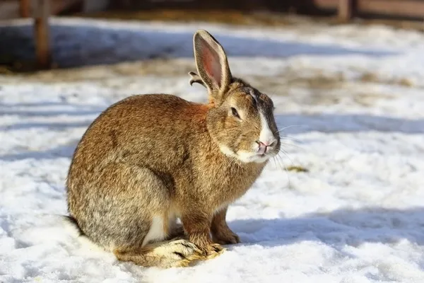 Gran conejo en la nieve —  Fotos de Stock