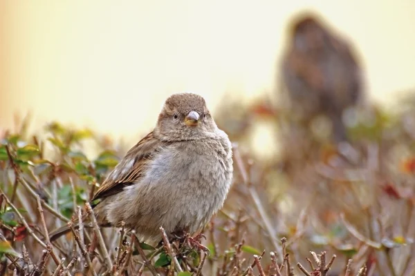 Domesticus del Passer — Foto de Stock