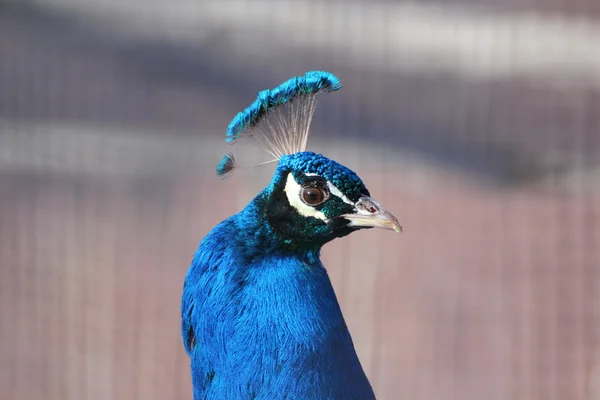 Peacock portrait — Stock Photo, Image