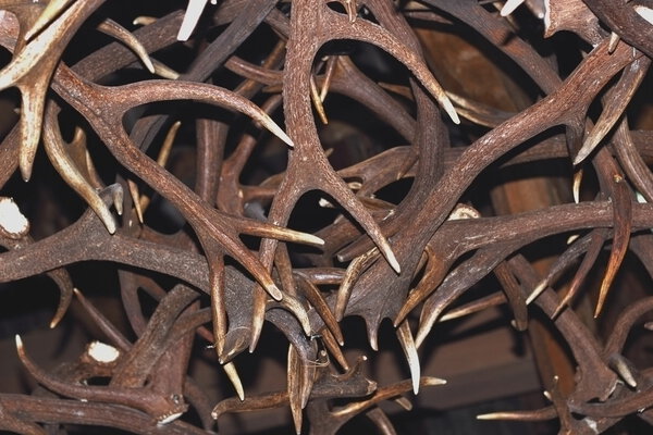 red deer antlers