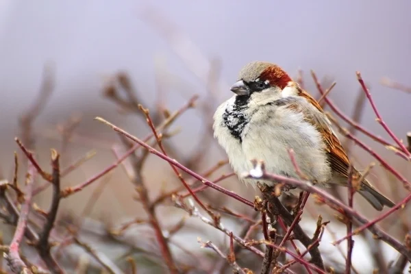 Passero in una fredda giornata invernale — Foto Stock