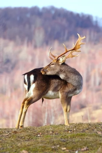 Trofé dovhjort buck — Stockfoto