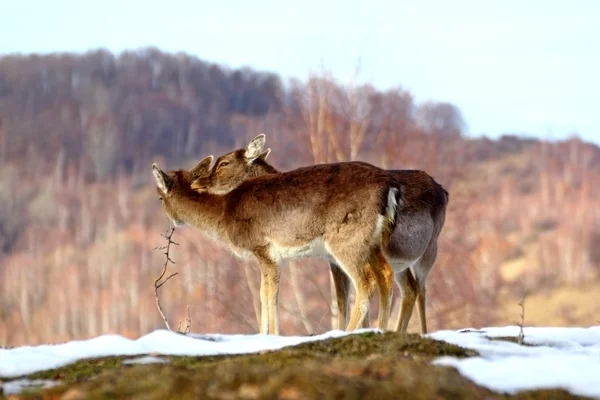 Laň s dítětem — Stock fotografie