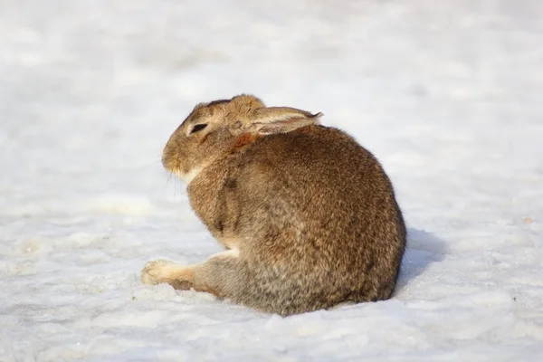 Lazy fat rabbit — Stock Photo, Image