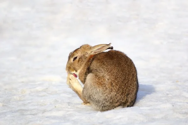 Tlustý králík — Stock fotografie