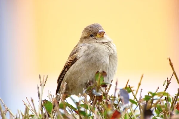 Sparrow on a bush — Stock Photo, Image