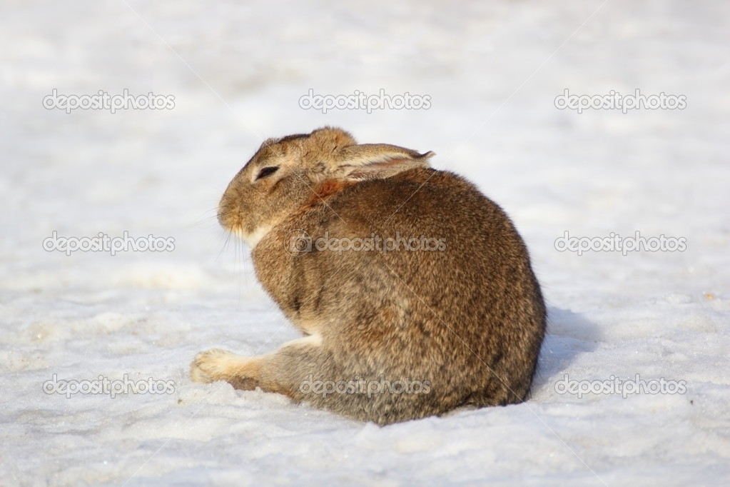 depositphotos_20108501-stock-photo-lazy-fat-rabbit.jpg