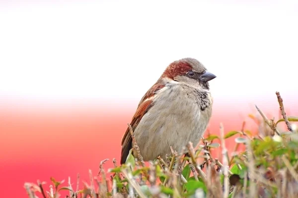 Juvenile passer domesticus — Stock Photo, Image