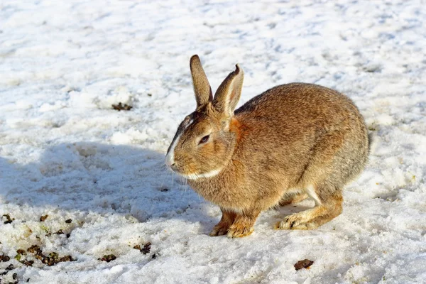 brown rabbit at the farm