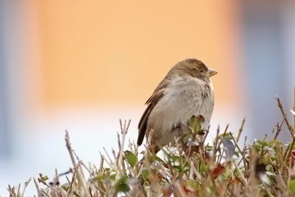 यंग हाऊस स्पॅरो — स्टॉक फोटो, इमेज