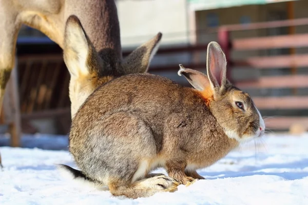 Kanin på ett djur park — Stockfoto