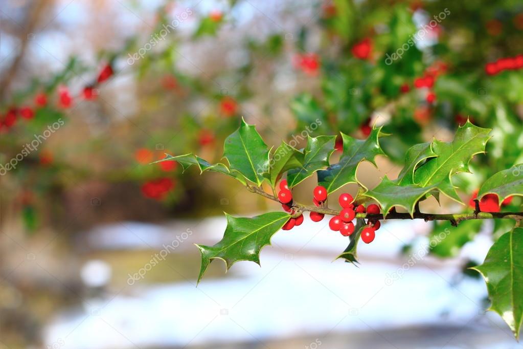 common holly berries