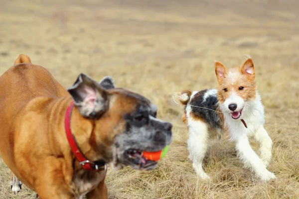 Zorro terrier jugando con boxeador — Foto de Stock