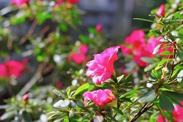 Pink rhododendron ( azalea ) — Stock Photo, Image