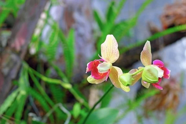 Gyönyörű orchidea az üvegházban — Stock Fotó