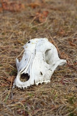 köpek cranuim