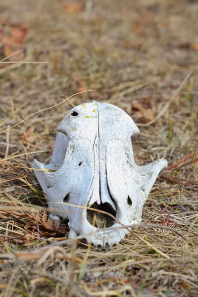 Dog skull — Stock Photo, Image