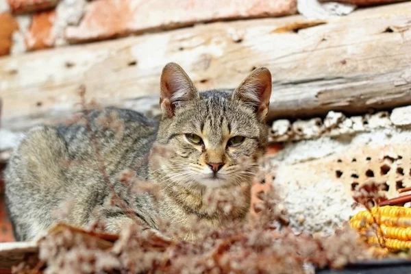 Mooie kitty — Stockfoto