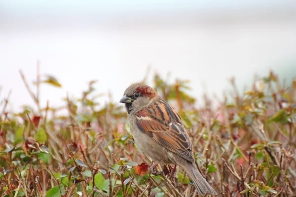 House sparrow - passer domesticus — Stock Photo, Image