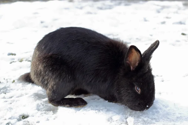 Black rabbit — Stock Photo, Image