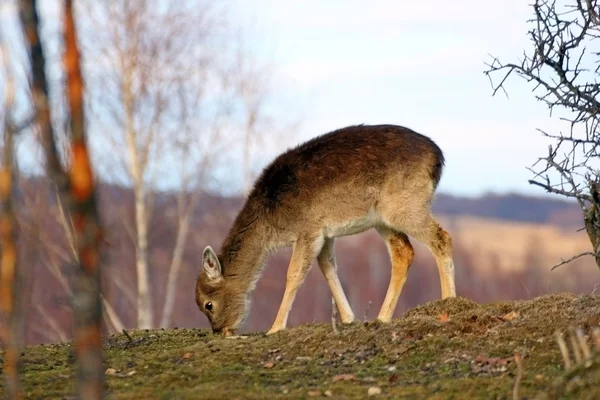 Deer calf grazing — Stock Photo, Image