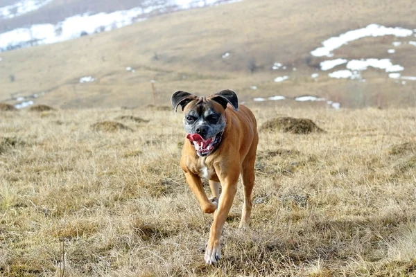 Joyeux chien courir — Photo