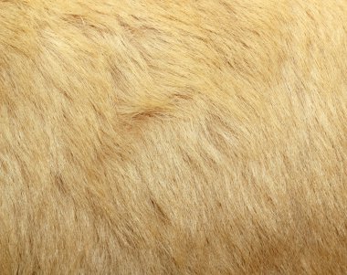detail of polar bear fur clipart