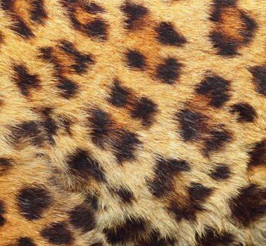 leopar kürkü dokusuna