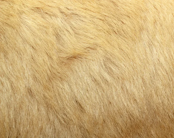 Detail of polar bear fur — Stock Photo, Image