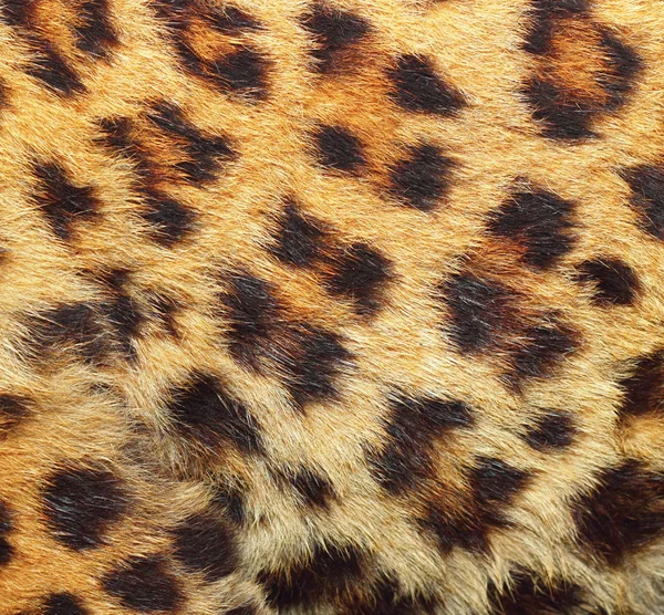 Texture of leopard fur — Stock Photo, Image