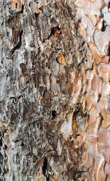 Detalj av pine bark — Stockfoto
