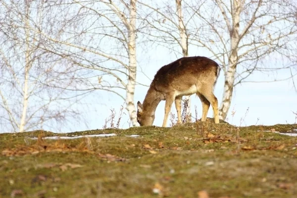 Cervos pasto fawn — Fotografia de Stock