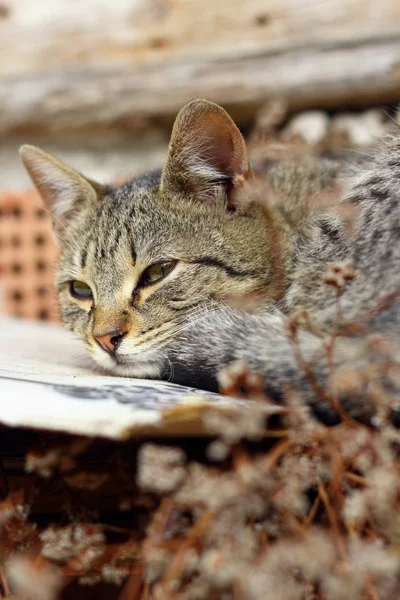 縞模様の猫が寝ています。 — ストック写真