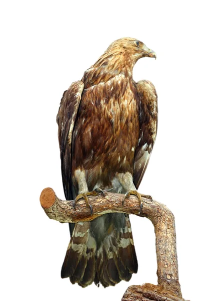 Taxidermia monte de un águila —  Fotos de Stock