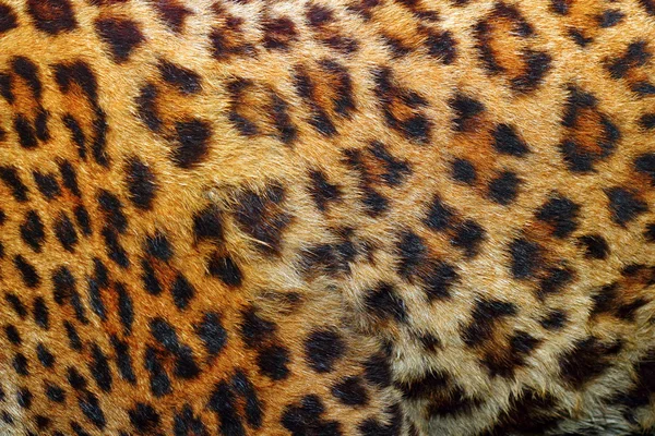 Detalj av leopard päls — Stockfoto