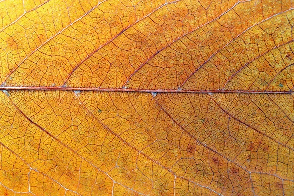 Textura da folha de cereja — Fotografia de Stock