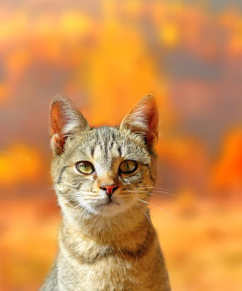 Retrato de gato sobre cores de outono fundo — Fotografia de Stock