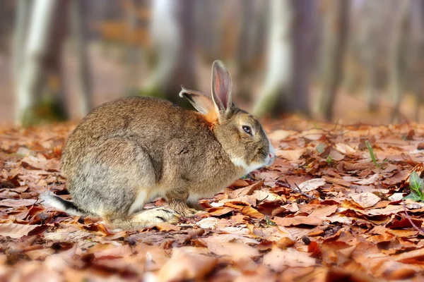 Söt kanin i skogen — Stockfoto