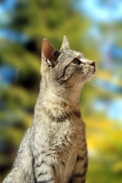 Neugierige gestreifte Katze — Stockfoto