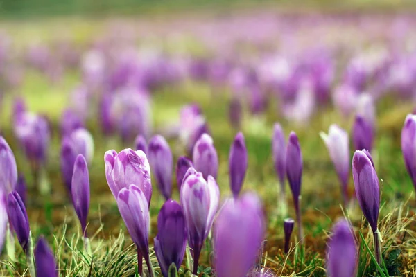 Bir çayır üzerinde Crocus sativus — Stok fotoğraf